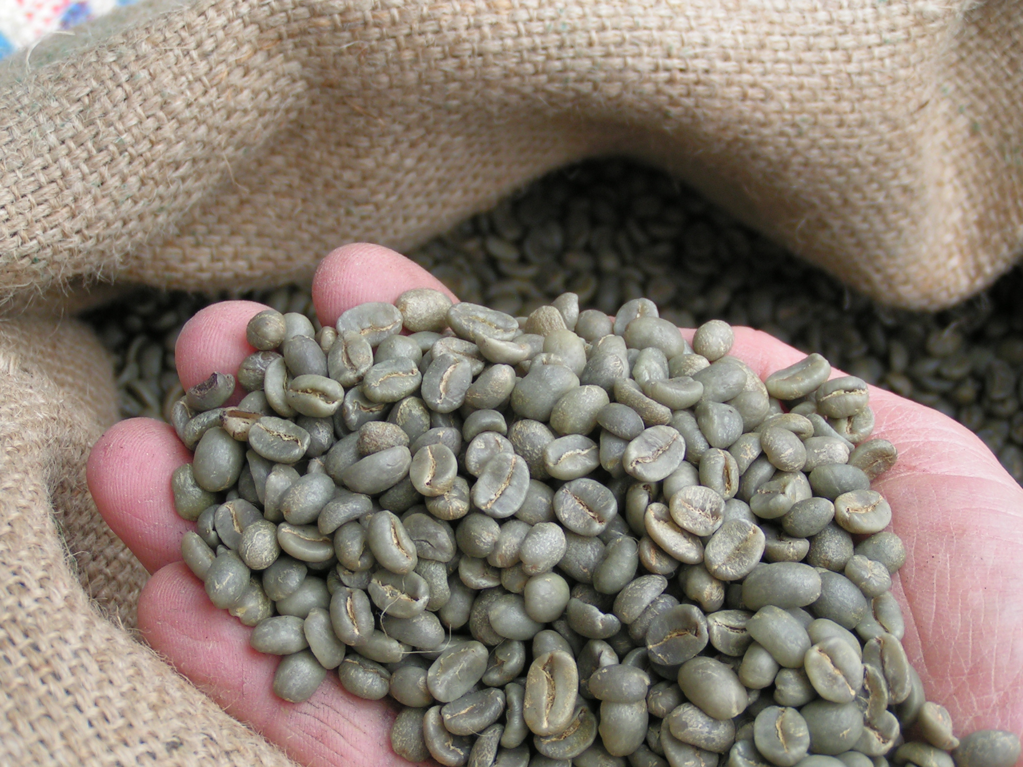 CAFÉ VERT origine BRÉSIL 100 % ARABICA. Le sac 10 de kilos